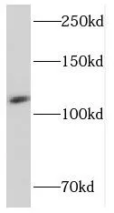 PCDH1 antibody - image 1