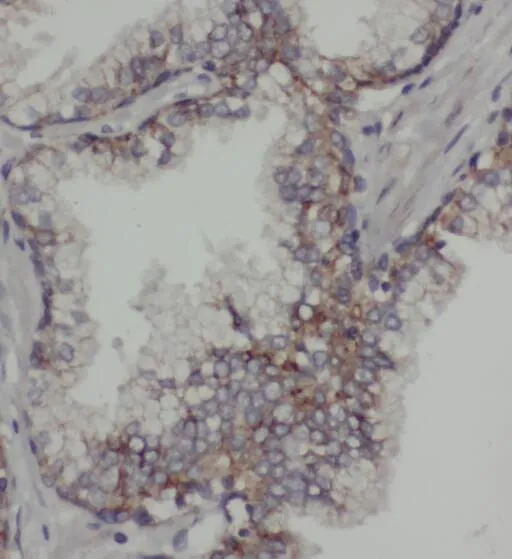 PDE9A antibody - image 1
