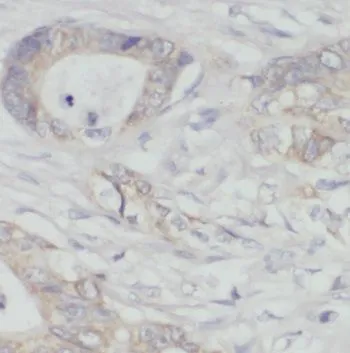PDHX antibody - image 1