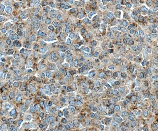 CD274 antibody - image 1