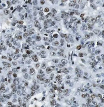 PEG10 antibody - image 1
