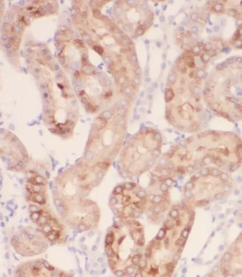 PEX11G antibody - image 1