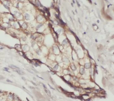 Phospho-Akt(Ser473) antibody - image 1