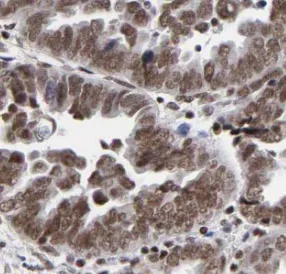phospho-RCC1(Ser12) antibody - image 1