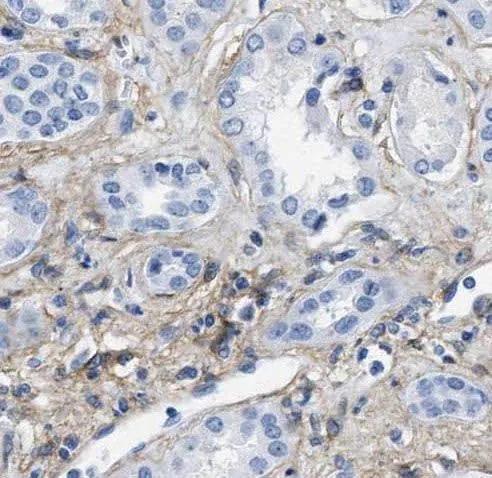 PIN1 antibody - image 1