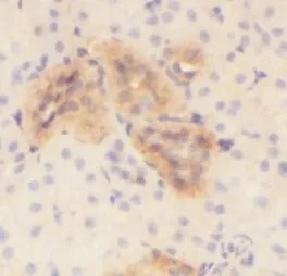 PODXL antibody - image 1