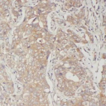 PRG2 antibody - image 1