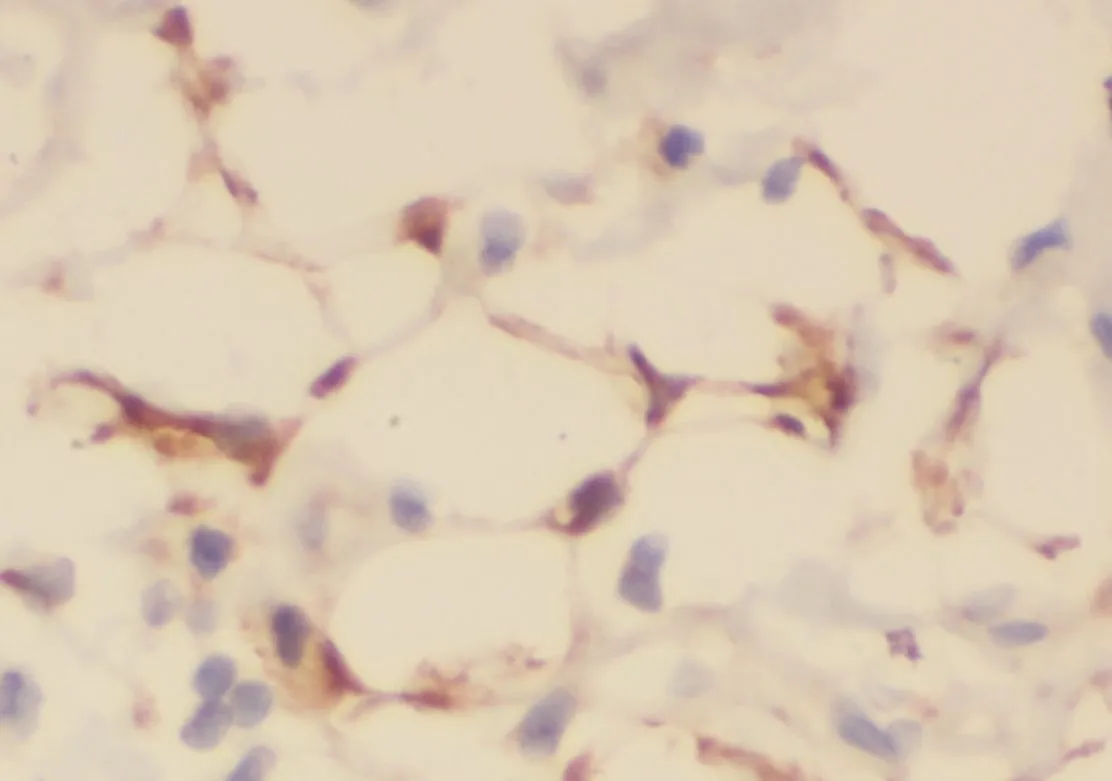 CAVIN3 antibody - image 1