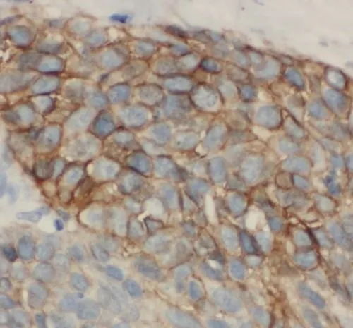 SELP antibody - image 1