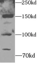 SELP antibody - image 2