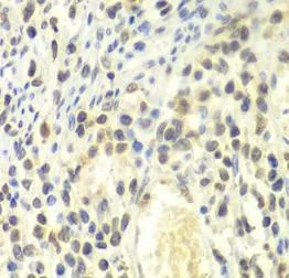 PSMA4 antibody - image 1