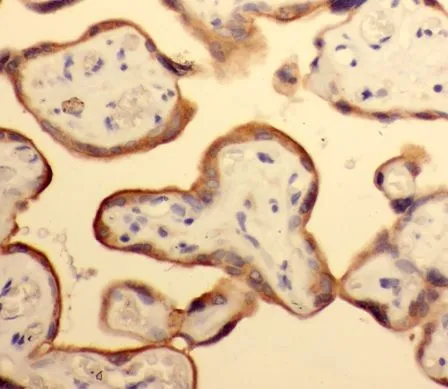 NECTIN4 antibody - image 1