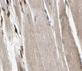 PYGM-Specific antibody - image 1