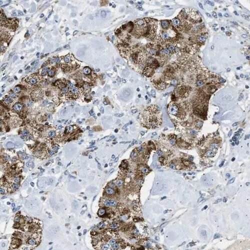 RAB10 antibody - image 1