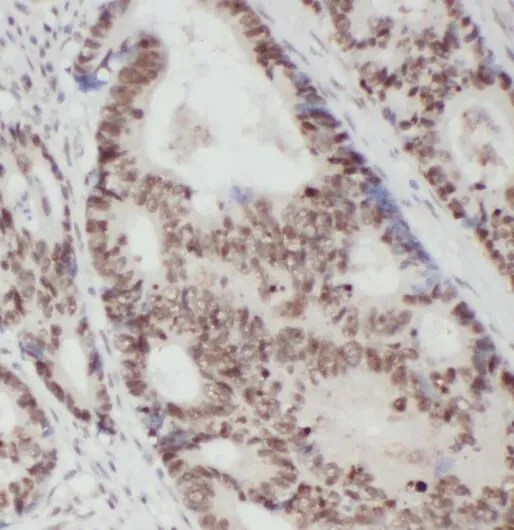 RACGAP1 antibody - image 1