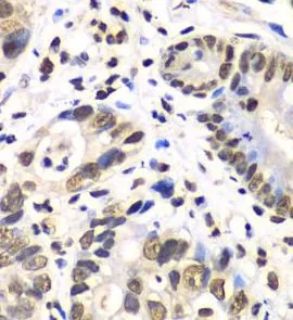 RBBP7 antibody - image 1
