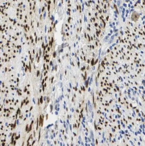 RBBP4 antibody - image 1