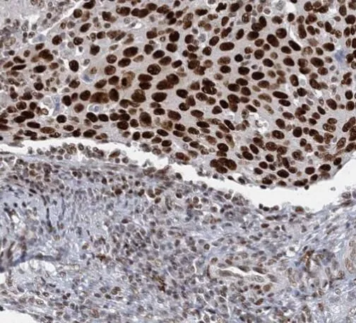 RBBP4 antibody - image 1