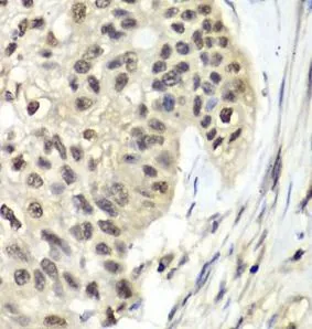RFC5 antibody - image 1
