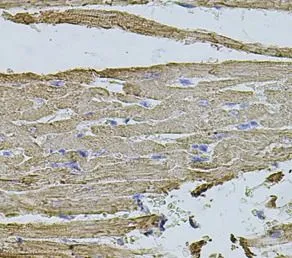 HMMR antibody - image 1