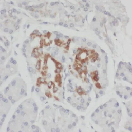 RIC8A antibody - image 1