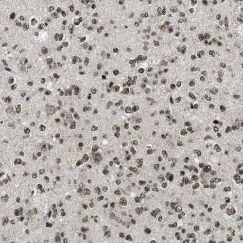 RMI1 antibody - image 1