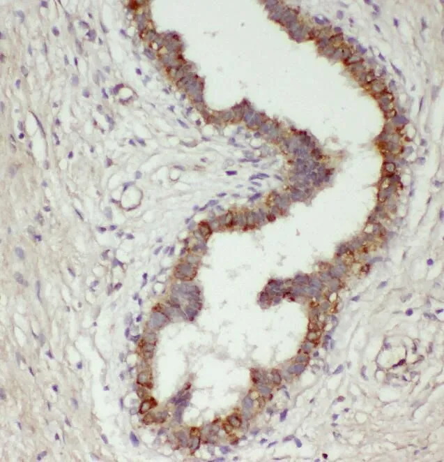 RPL7A antibody - image 1