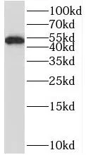 RUNX1 antibody - image 1