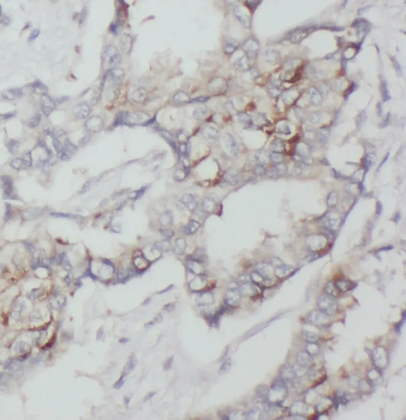 DHCR24 antibody - image 1