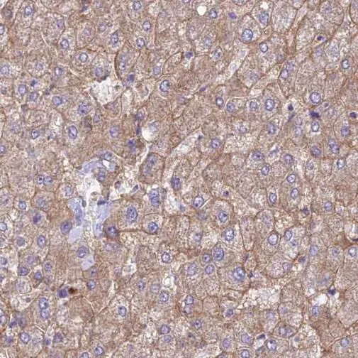 SERINC1 antibody - image 1
