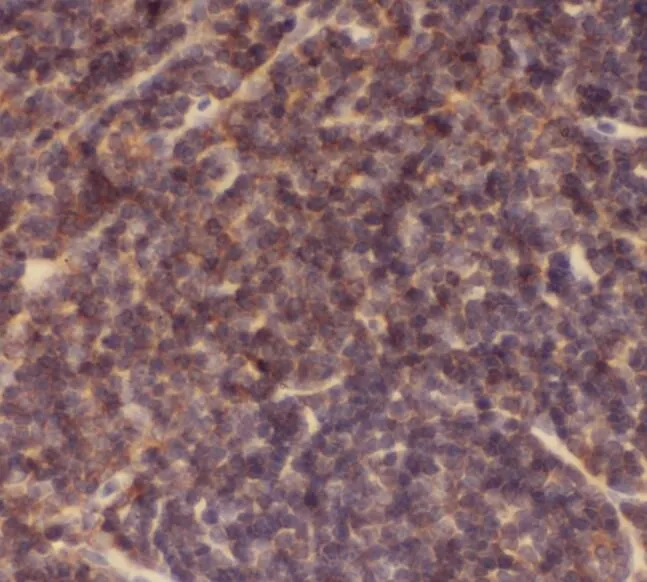 APCS antibody - image 1