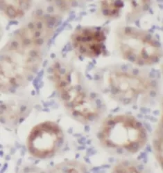 APCS antibody - image 1