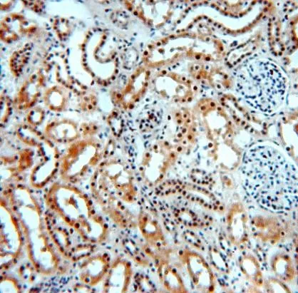 SMN1 antibody - image 1