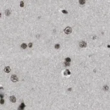 SMN1(human-Specific) antibody - image 1