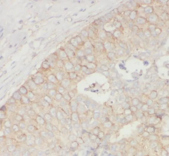 SNCB antibody - image 1