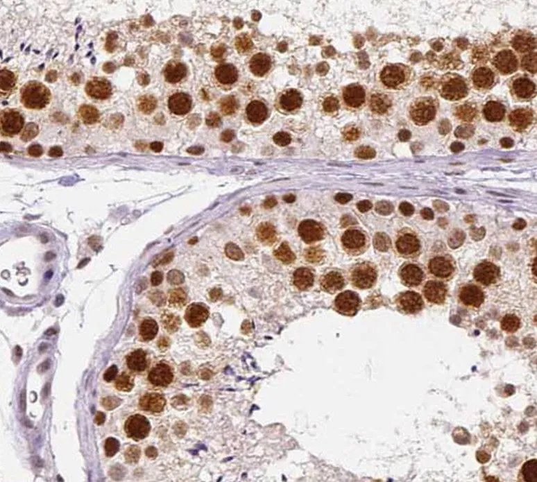 SPANXD antibody - image 1