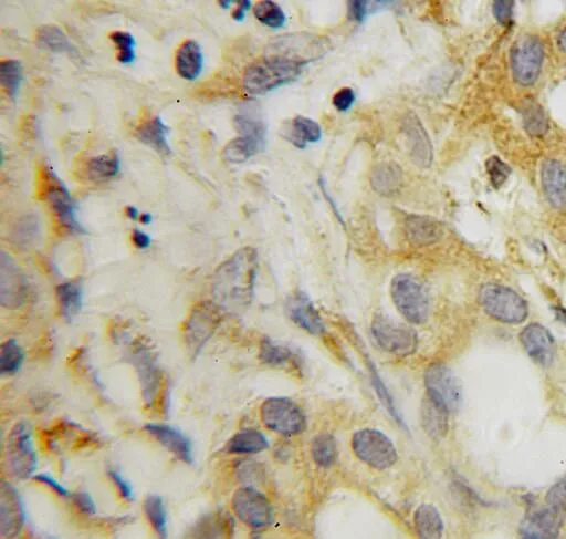 SRFBP1 antibody - image 1