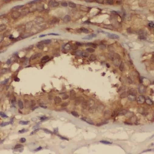 STAT2 antibody - image 1