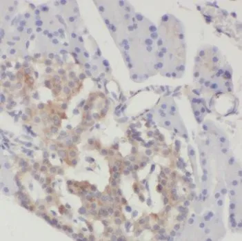 SUB1 antibody - image 1