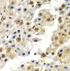 SYNCRIP antibody - image 1