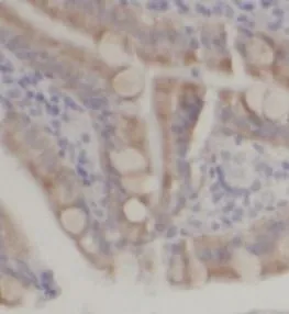 TCP1 antibody - image 1