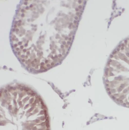 TEKT1 antibody - image 1