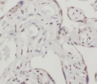 TFEB antibody - image 1
