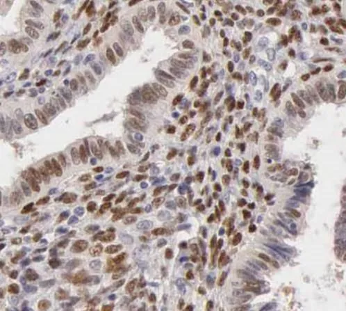 TYMS antibody - image 1