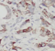 TLE3 antibody - image 1