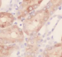 TAGLN2-specific antibody - image 1