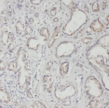 TRIM5 antibody - image 1