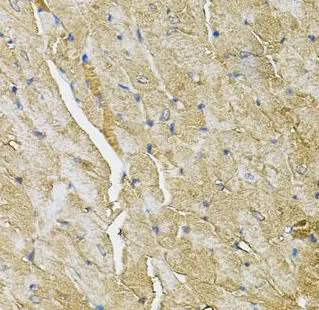 TRPC1 antibody - image 1