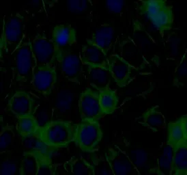 TXNIP antibody - image 2