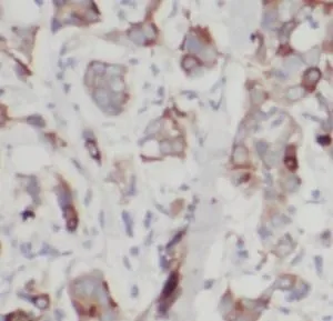 UBE2S antibody - image 1